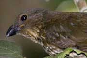 Tooth-billed Bowerbird (Scenopoeetes dentirostris)